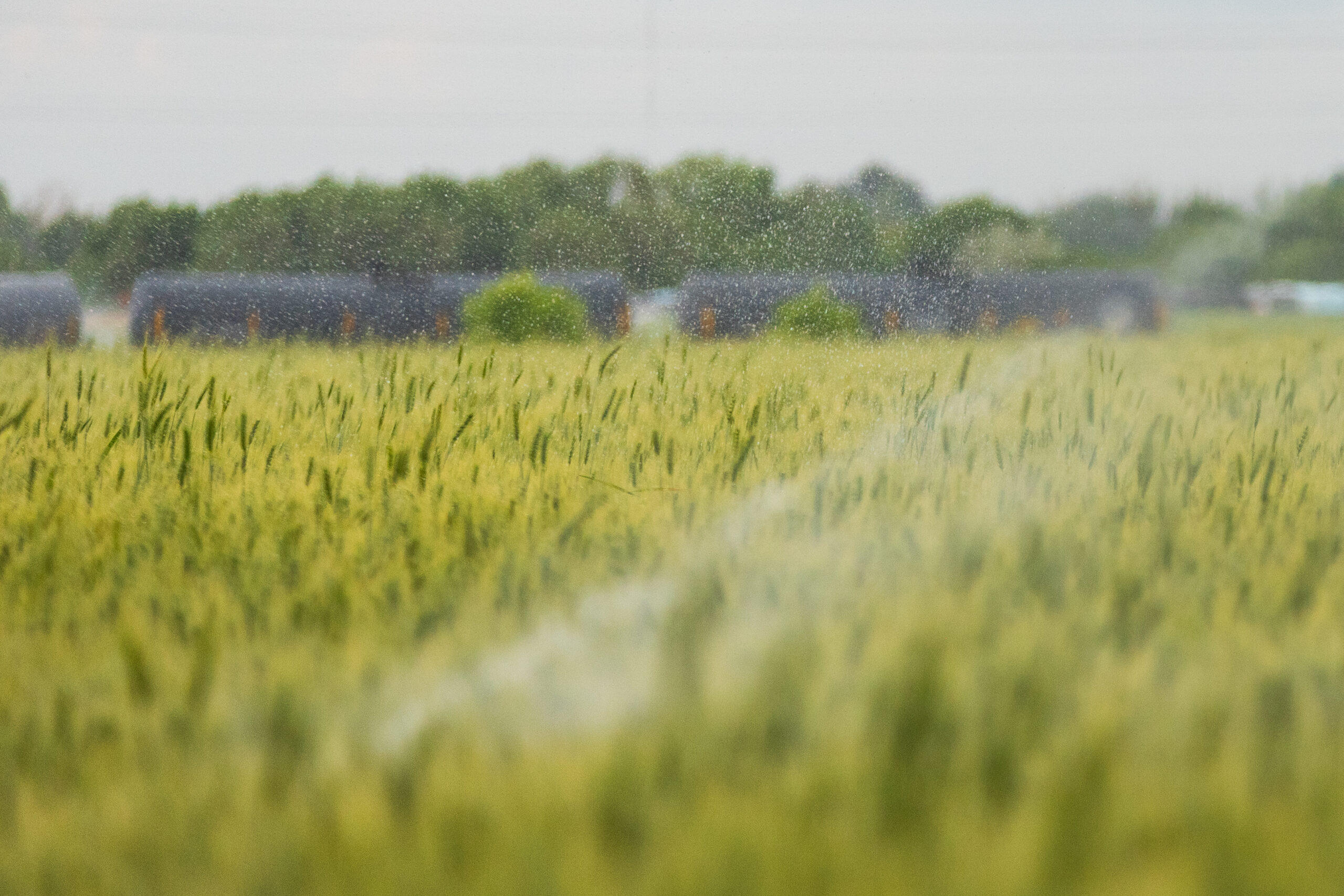 Irrigation
